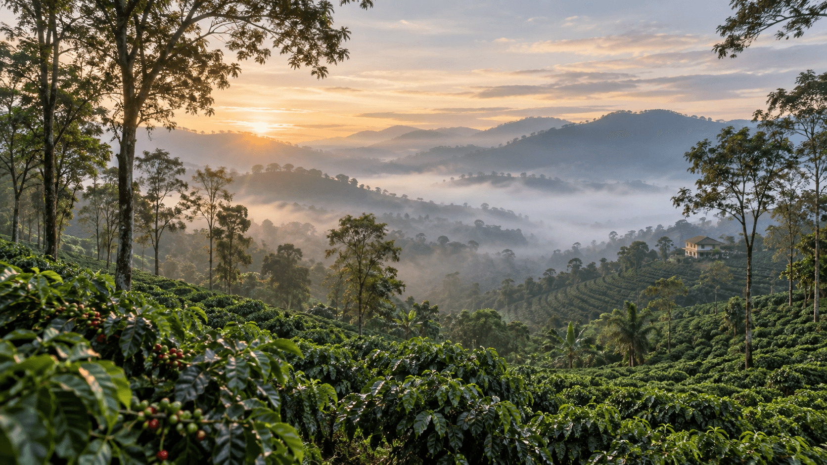A misty coffee estate stretching across the Coorg hills at dawn