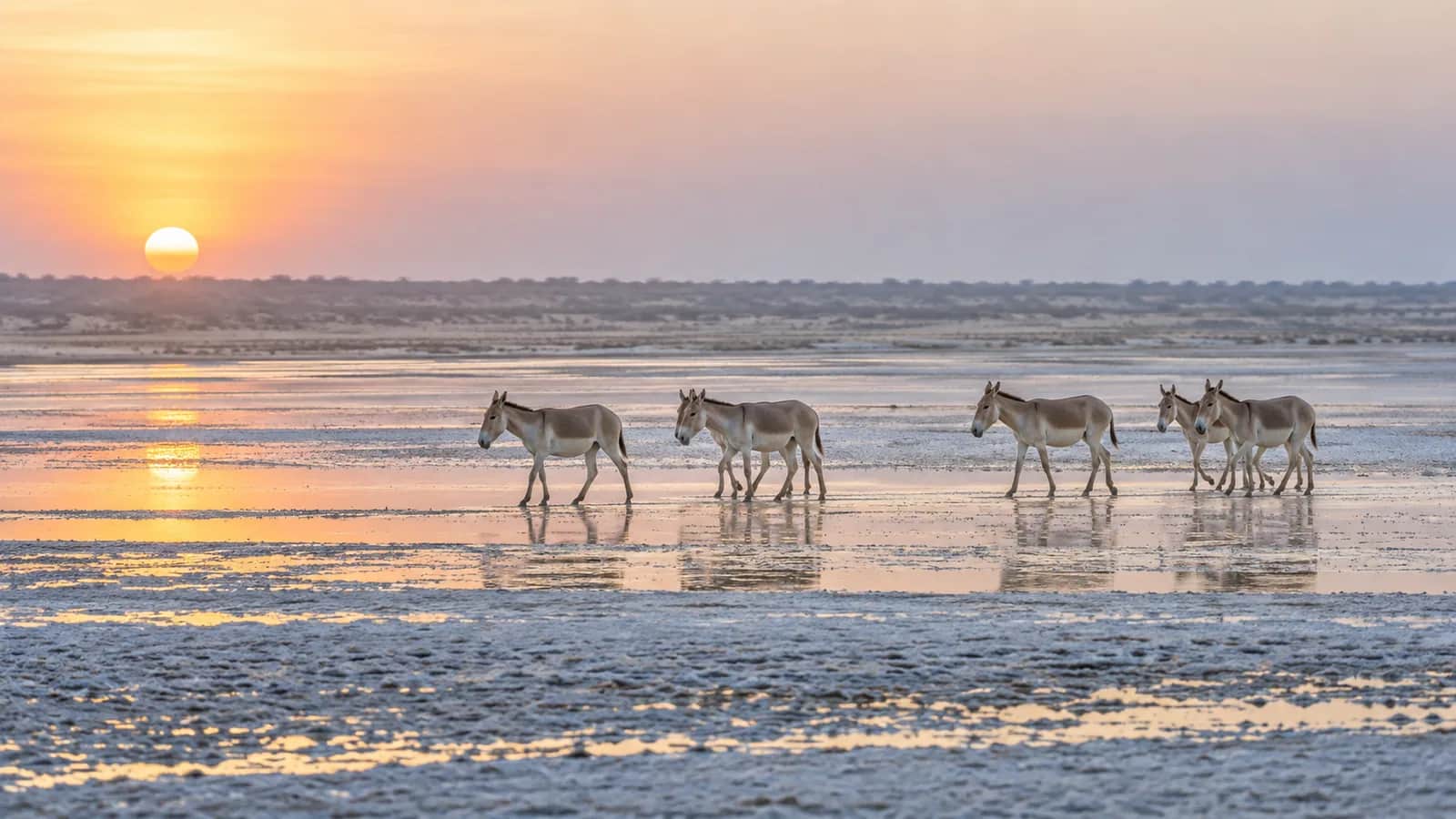 Indian wild asses crossing the salt flats of the Little Rann of Kutch at sunrise