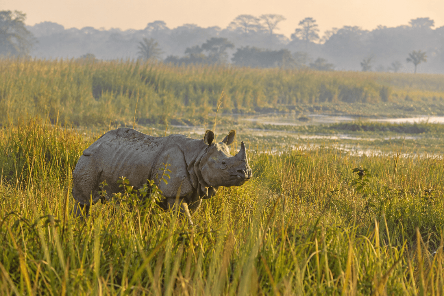 A one-horned rhinoceros in Kaziranga grassland at dawn