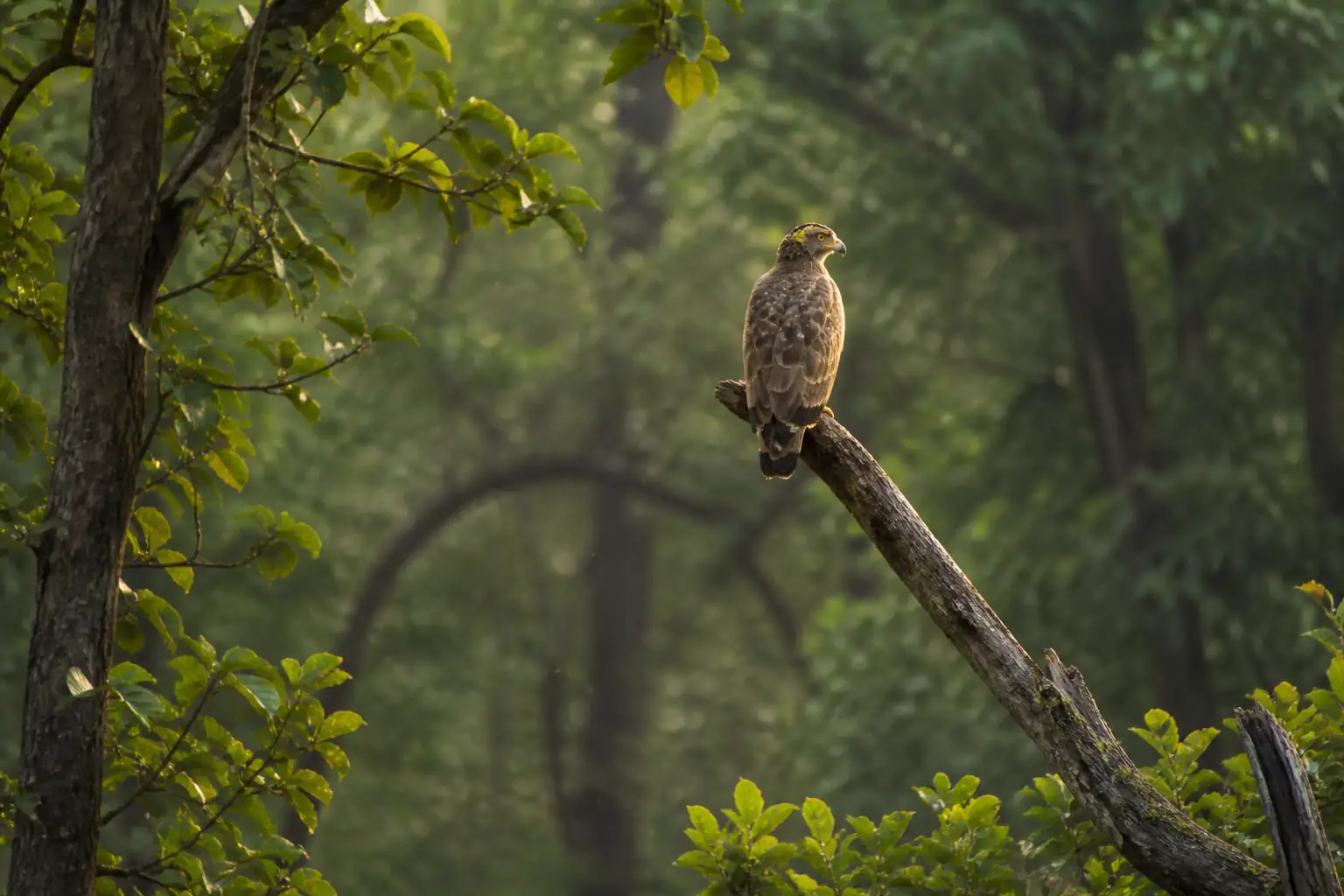 Satpura Wildscape: Jeep Trails & Riverside Serenity gallery image 2