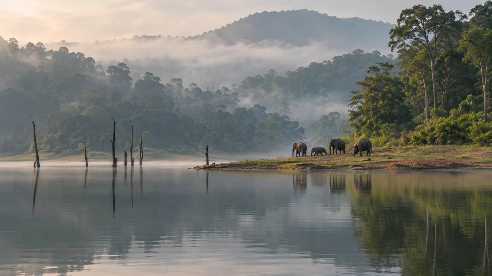 A distant elephant family beside the calm forested shore of Periyar Lake in Thekkady