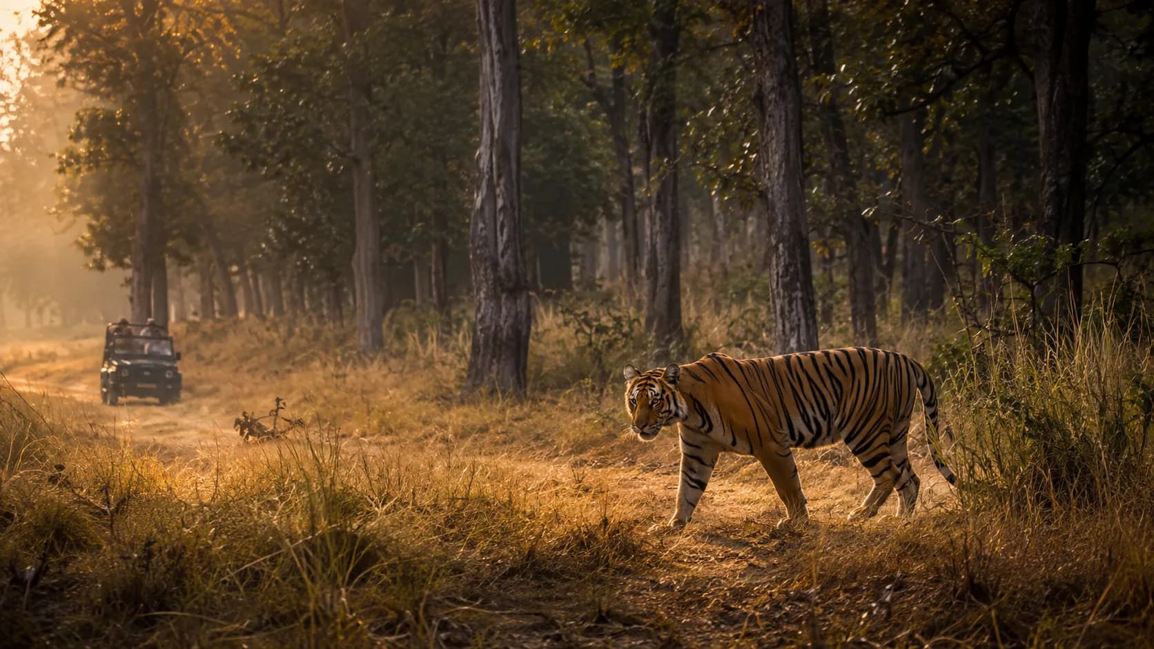 A Bengal tiger walking through dry forest beside a safari jeep